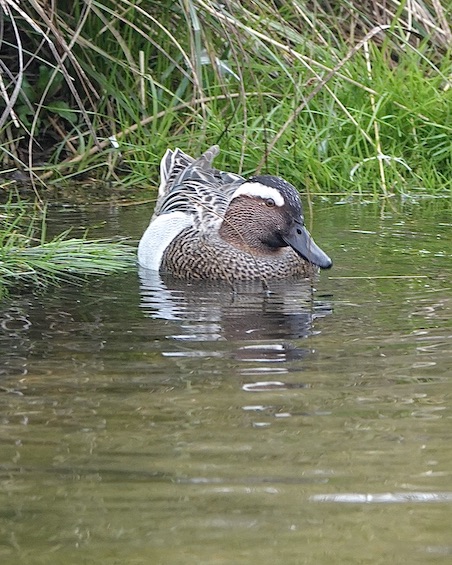 garganey